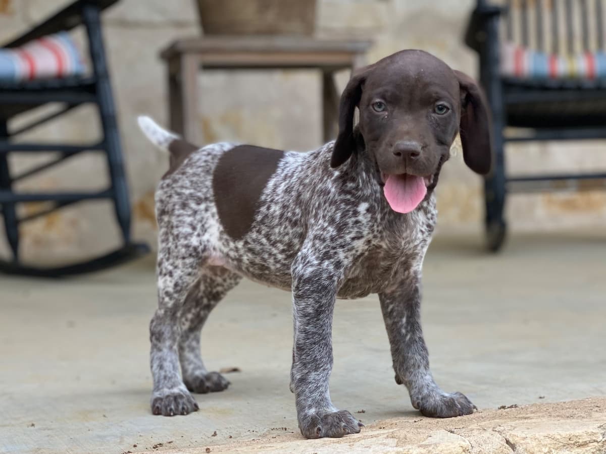 German Shorthaired Pointer Puppies breeder image 26