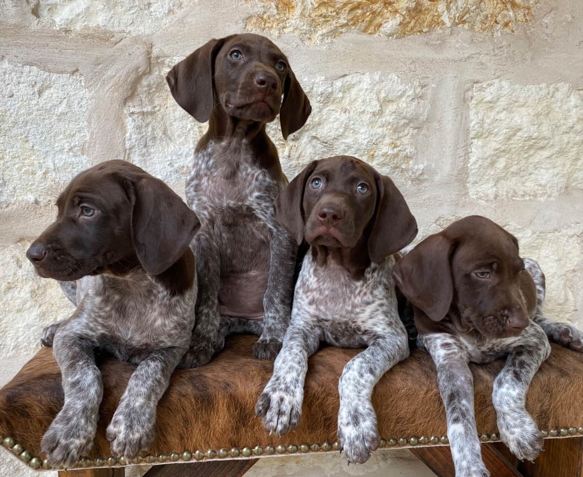 German Shorthaired Pointer Puppies breeder image 28