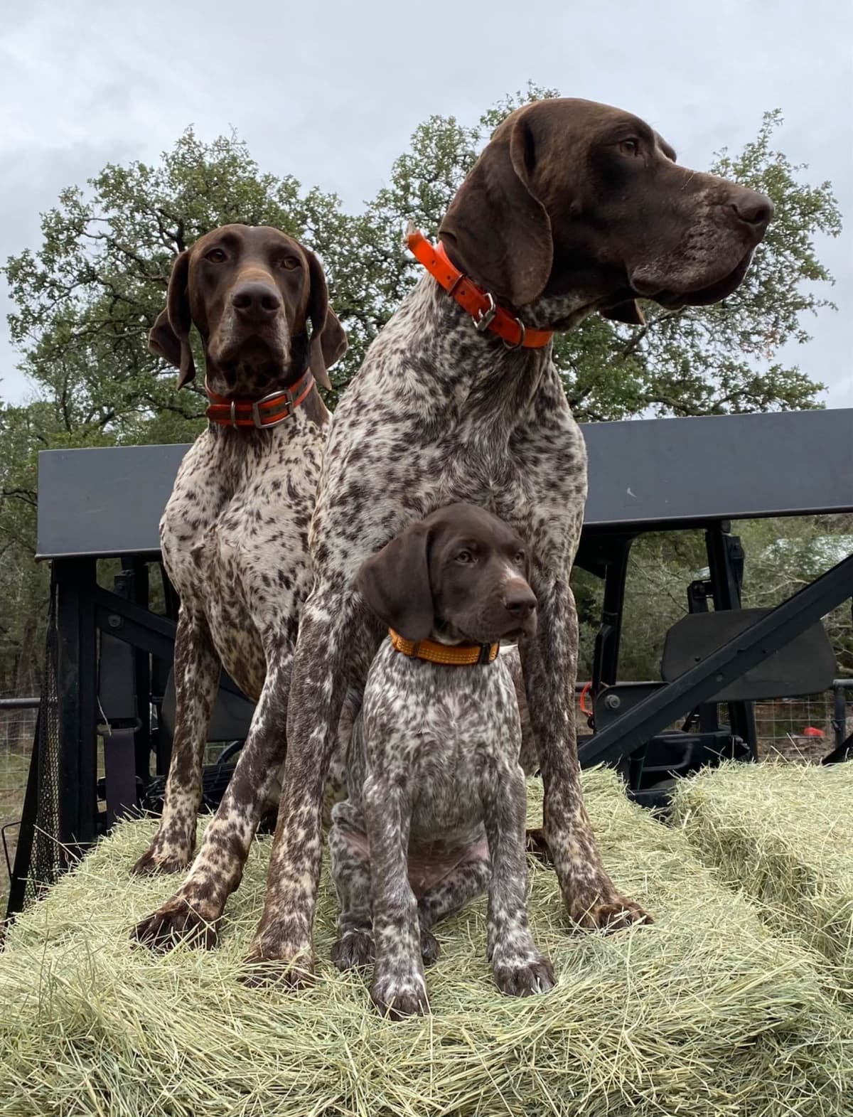 German Shorthaired Pointer Puppies breeder image 27