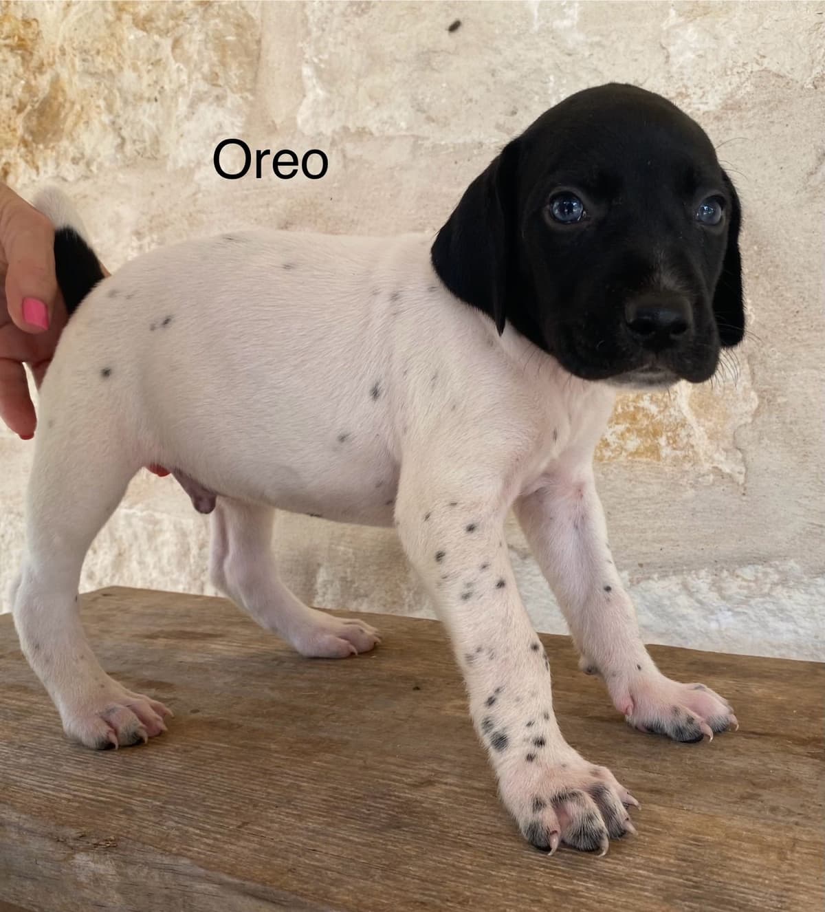German Shorthaired Pointer Puppies breeder image 30