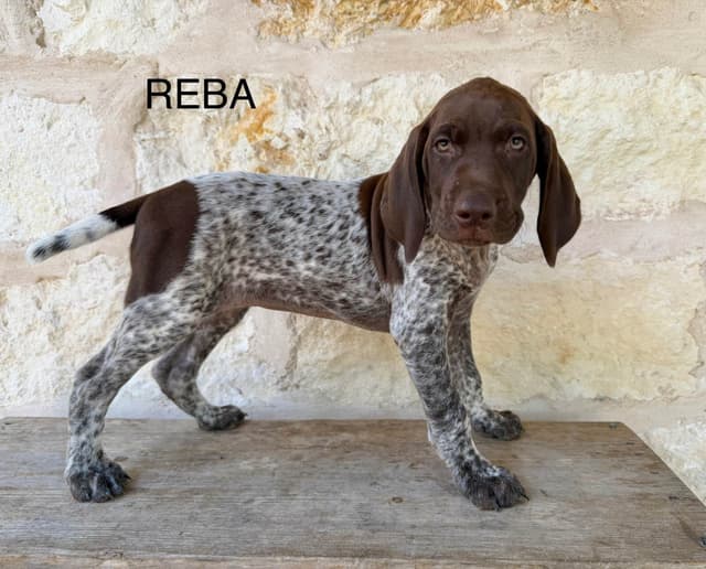 German Shorthaired Pointer Puppies media 3