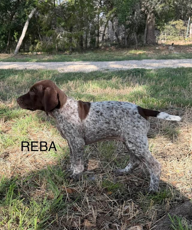 German Shorthaired Pointer Puppies media 4