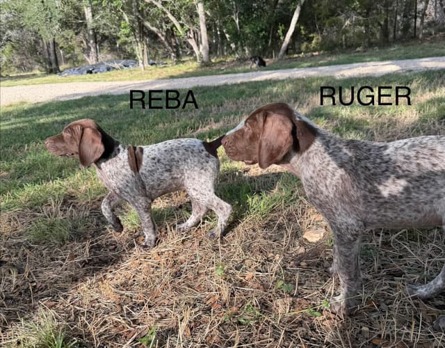 German Shorthaired Pointer Puppies media 5