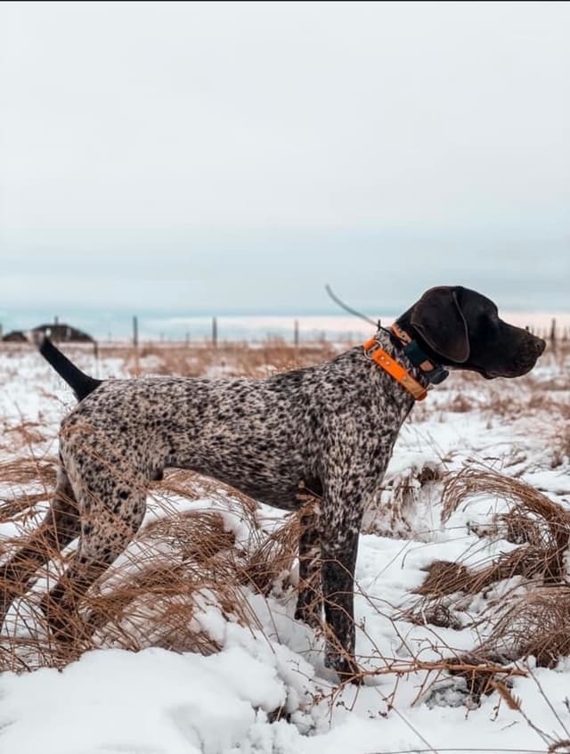 German Shorthaired Pointer Puppies media 6