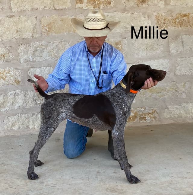German Shorthaired Pointer Puppies media 7