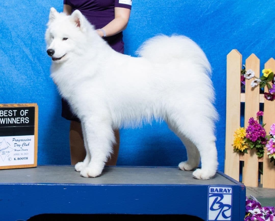 Samoyed Puppies breeder image 13