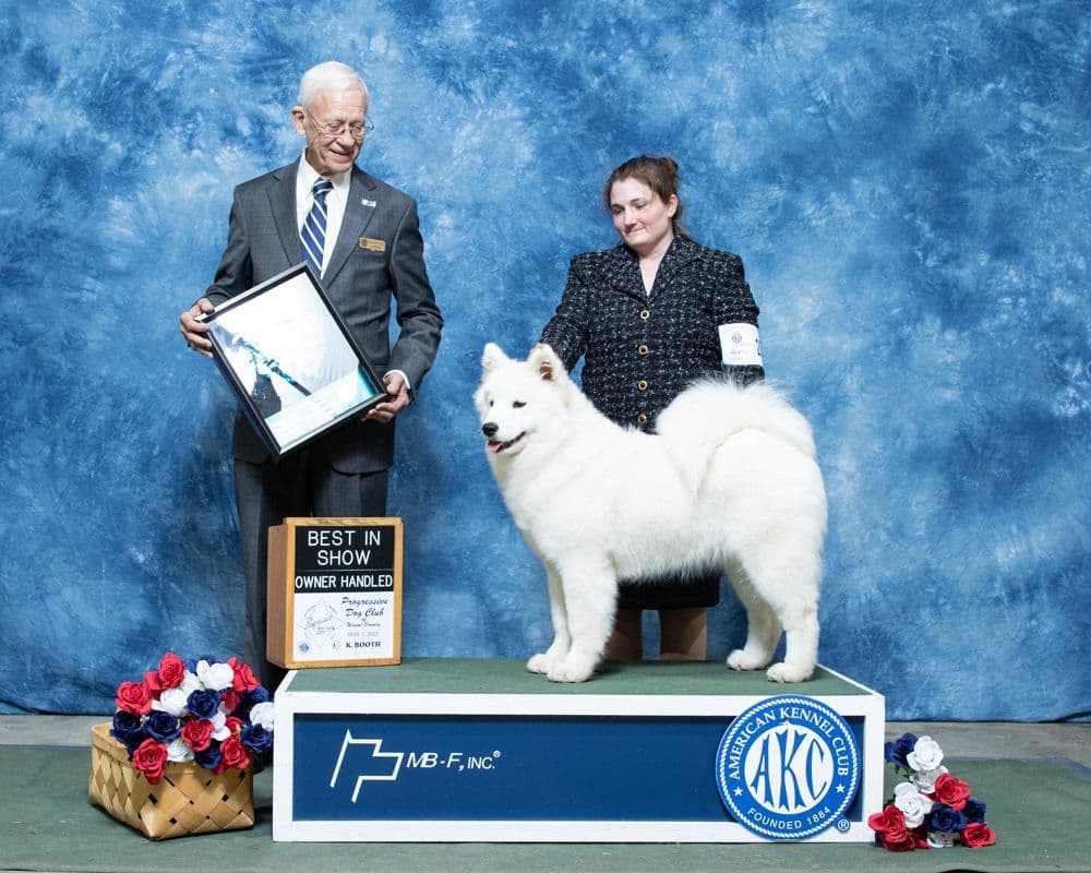 Samoyed Puppies breeder image 2