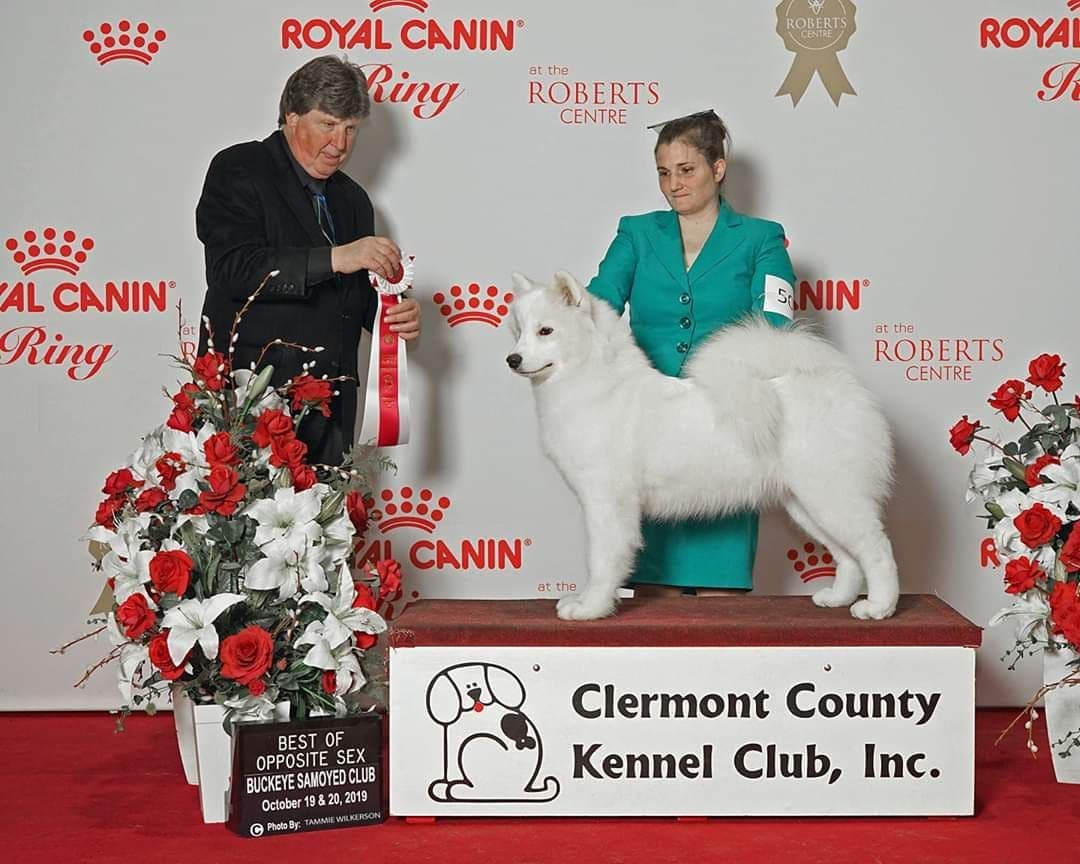 Samoyed Puppies breeder image 5