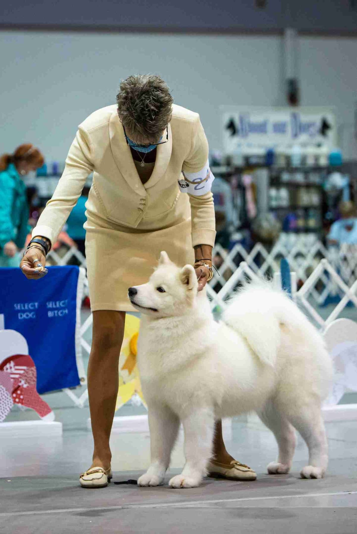 Samoyed Puppies breeder image 7