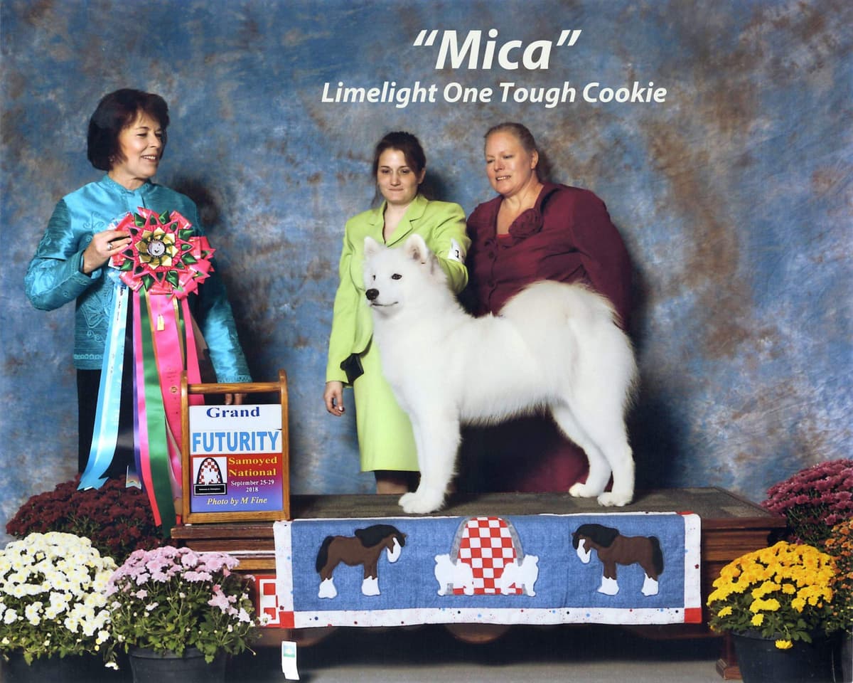Samoyed Puppies breeder image 3