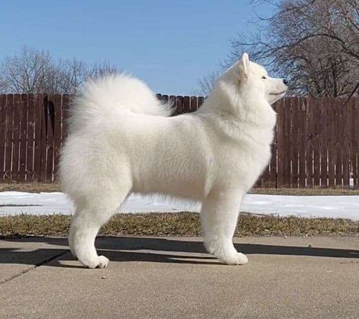Samoyed Puppies breeder image 8