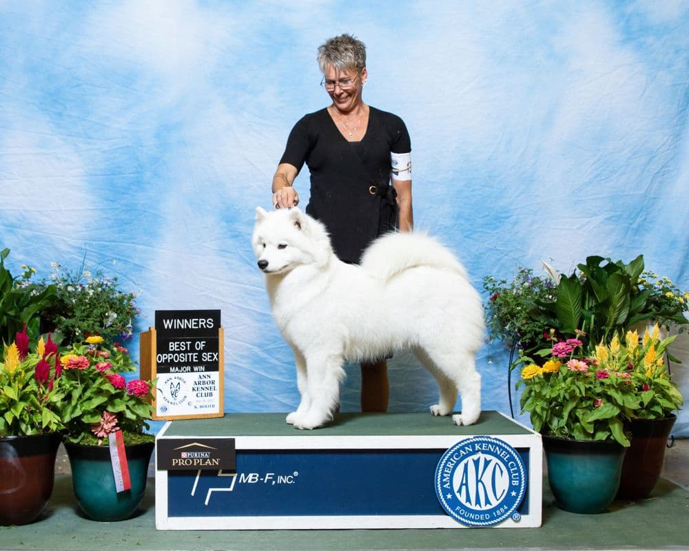 Samoyed Puppies breeder image 9