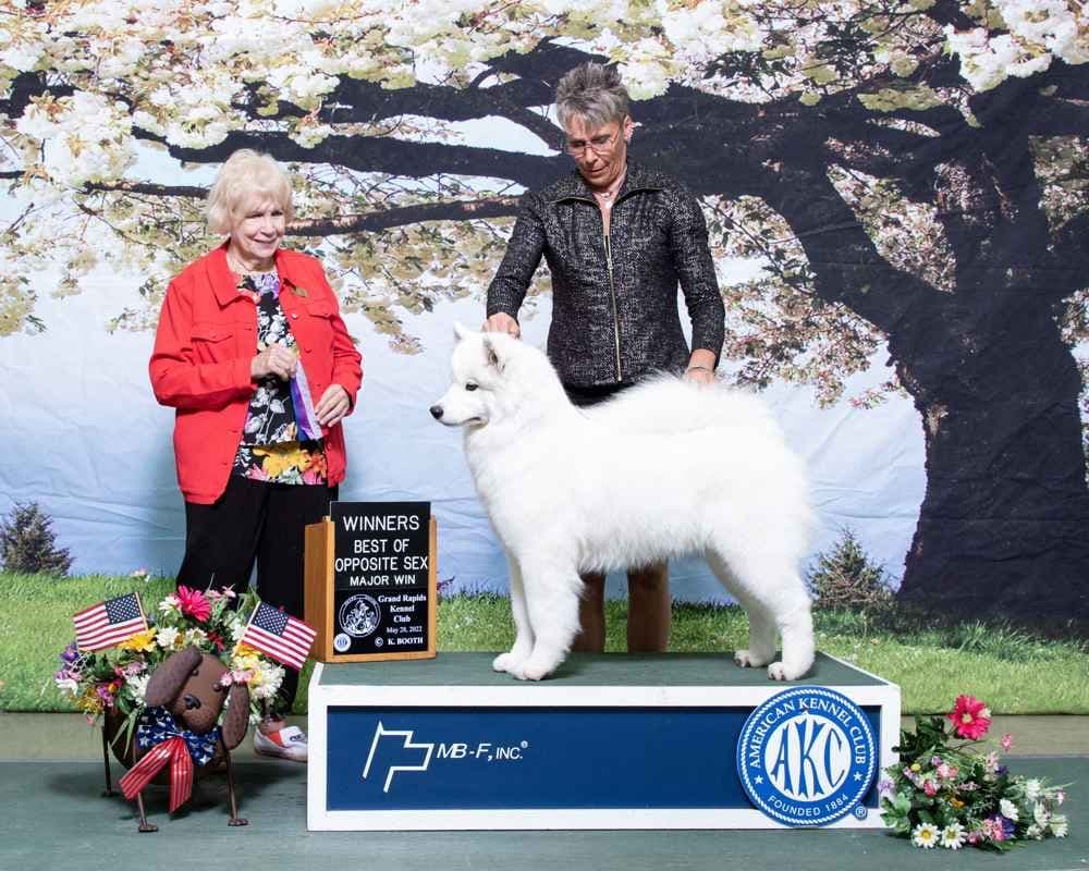 Samoyed Puppies breeder image 10