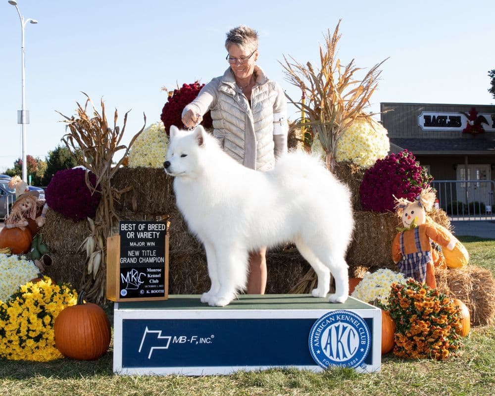Samoyed Puppies breeder image 12