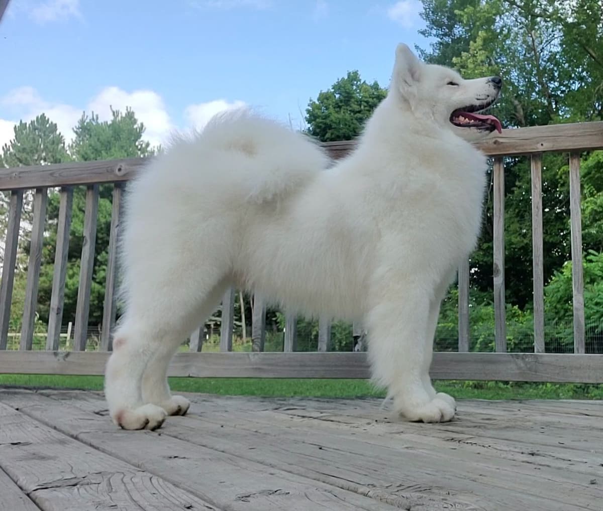 Samoyed Puppies breeder image 14