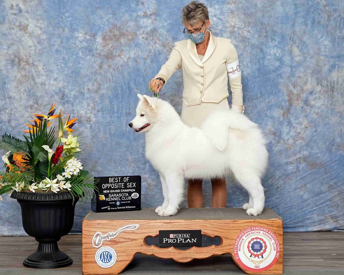 Samoyed Puppies breeder image 4