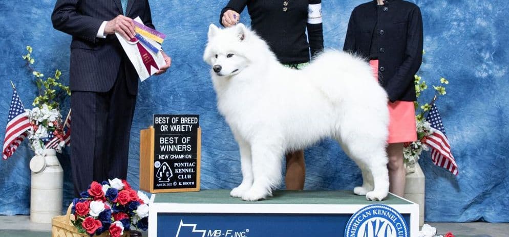 Samoyed Puppies breeder image 15