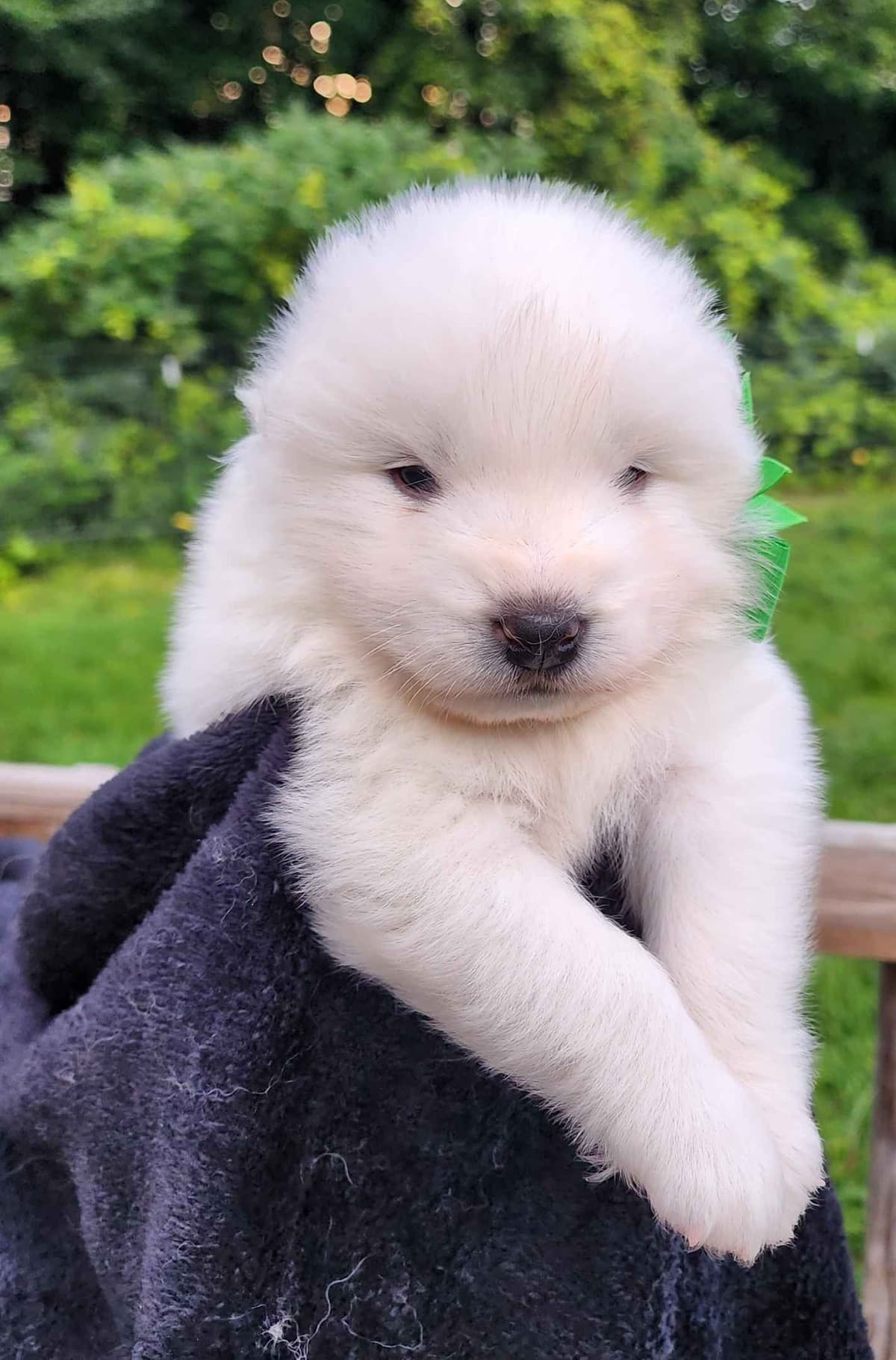 Samoyed Puppies breeder image 18