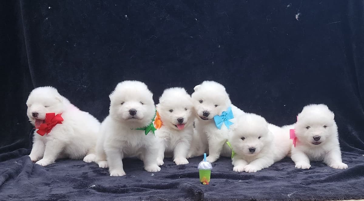 Samoyed Puppies breeder image 19