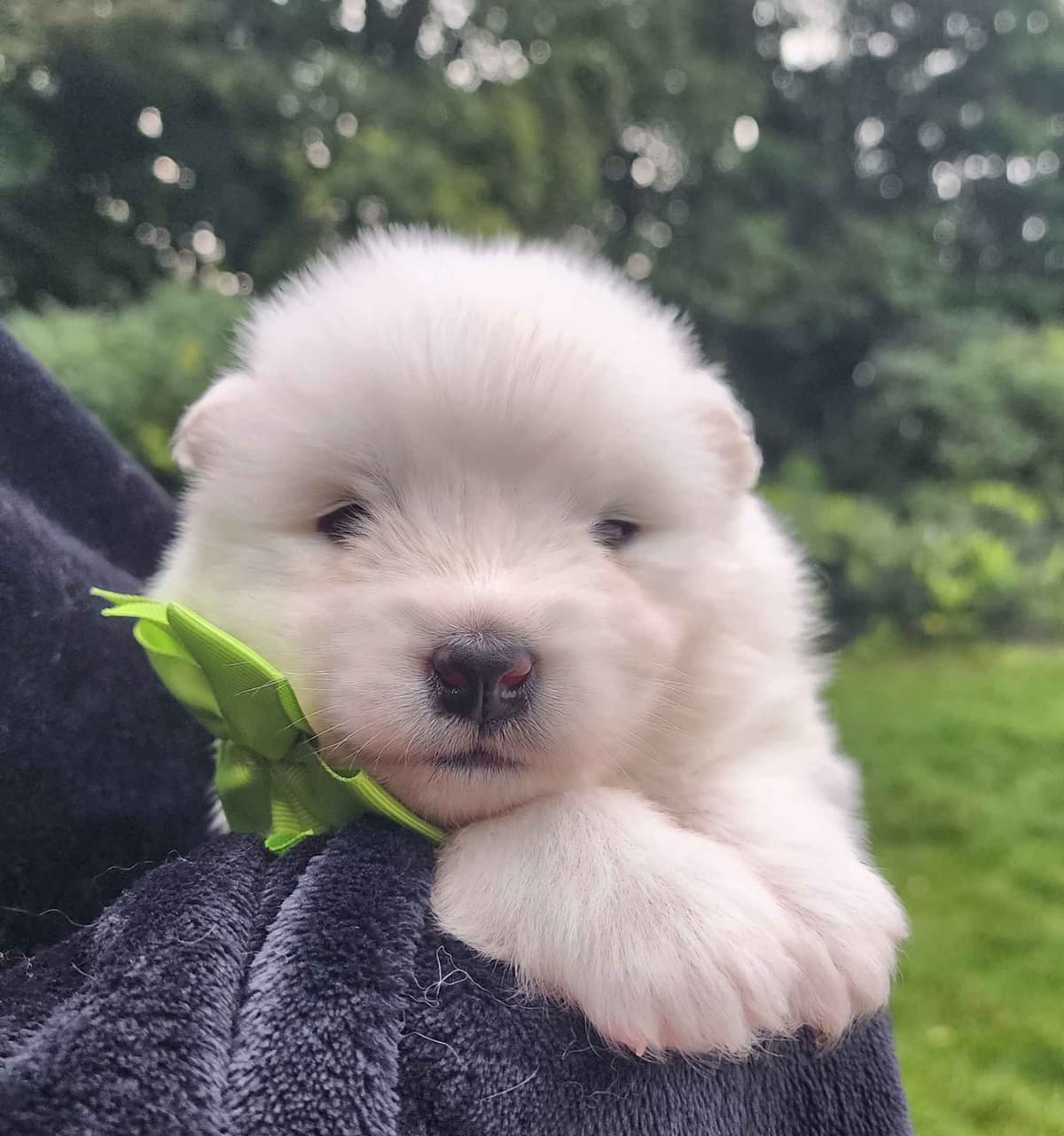 Samoyed Puppies breeder image 21