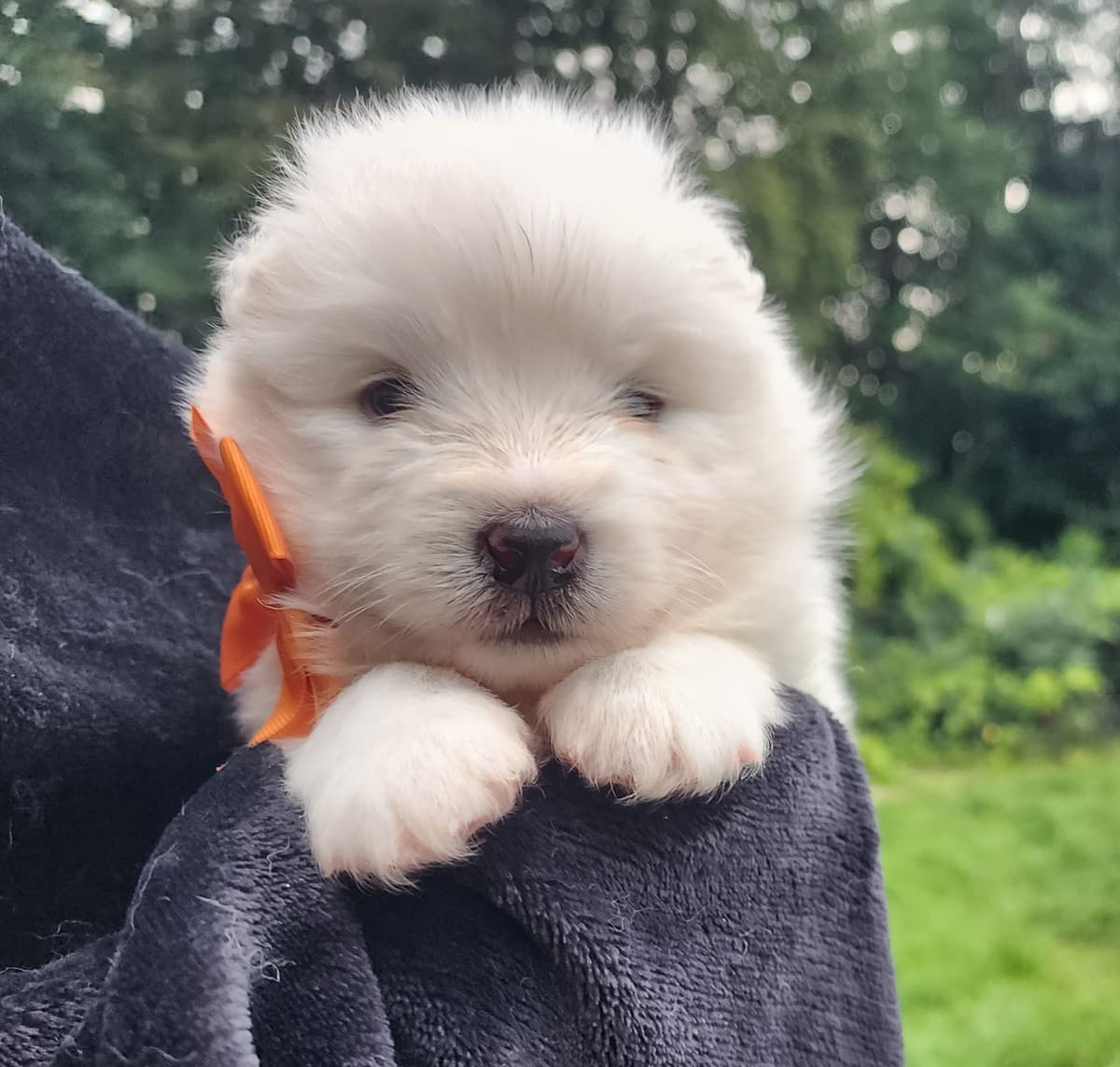 Samoyed Puppies breeder image 22