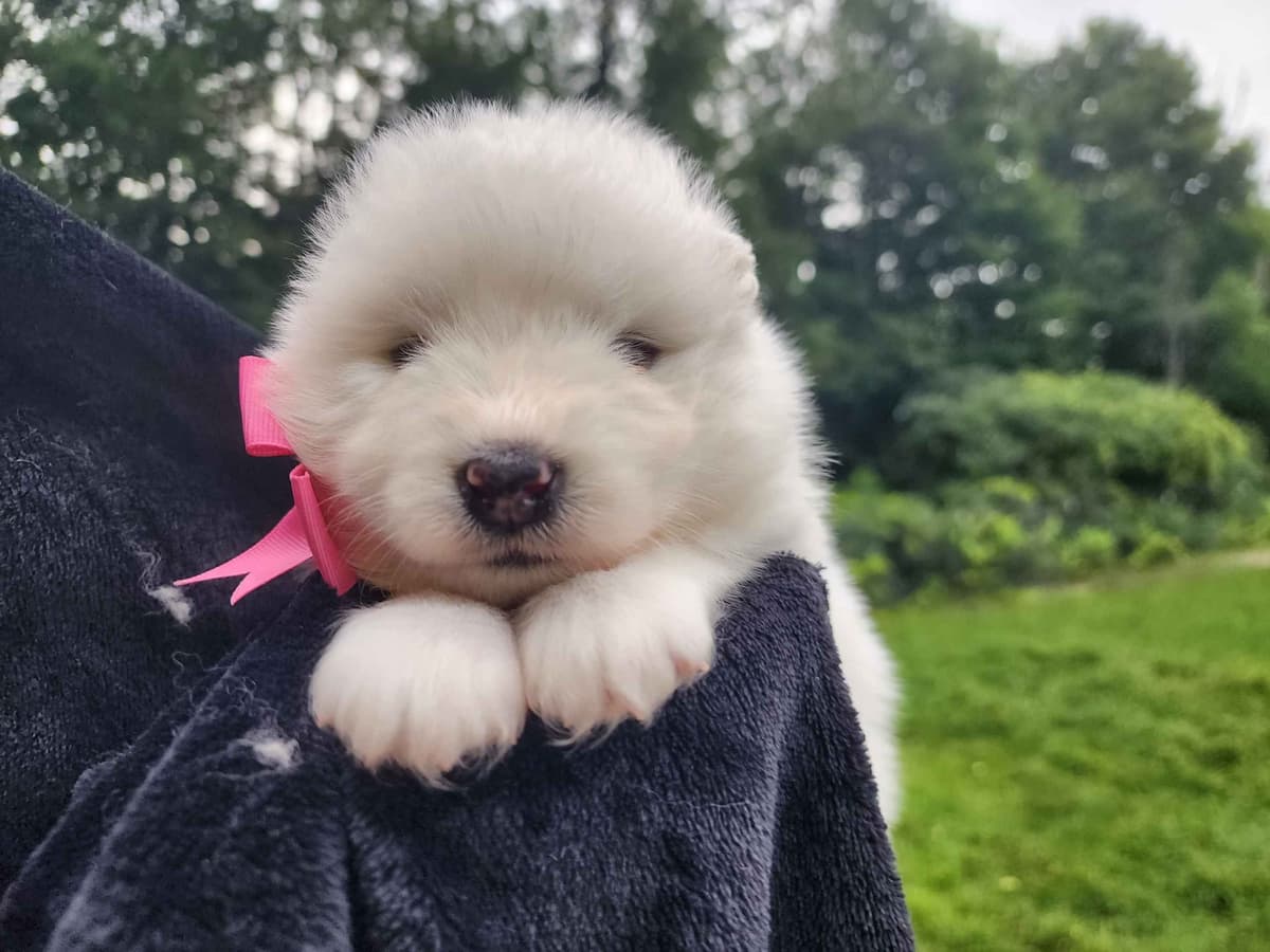 Samoyed Puppies breeder image 23