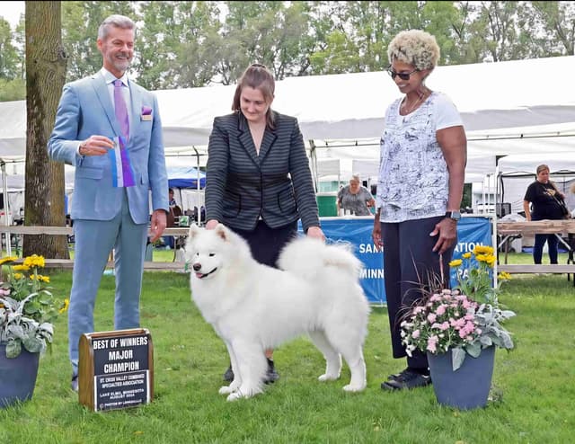 Samoyed Puppies media 4