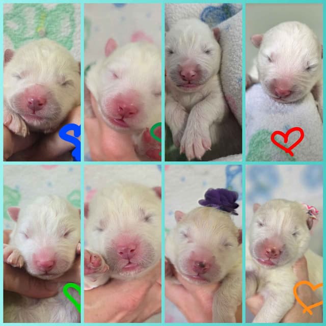 Samoyed Puppies media 3