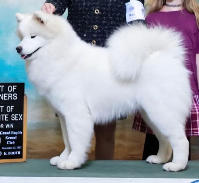 Samoyed Puppies media 5