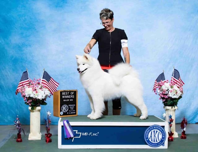 Samoyed Puppies media 6