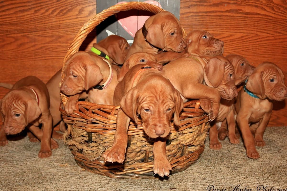 Diamond Vizsla Puppies breeder image 1
