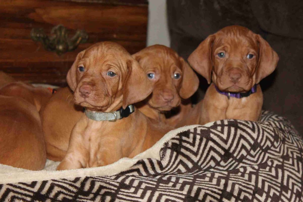 Diamond Vizsla Puppies breeder image 3
