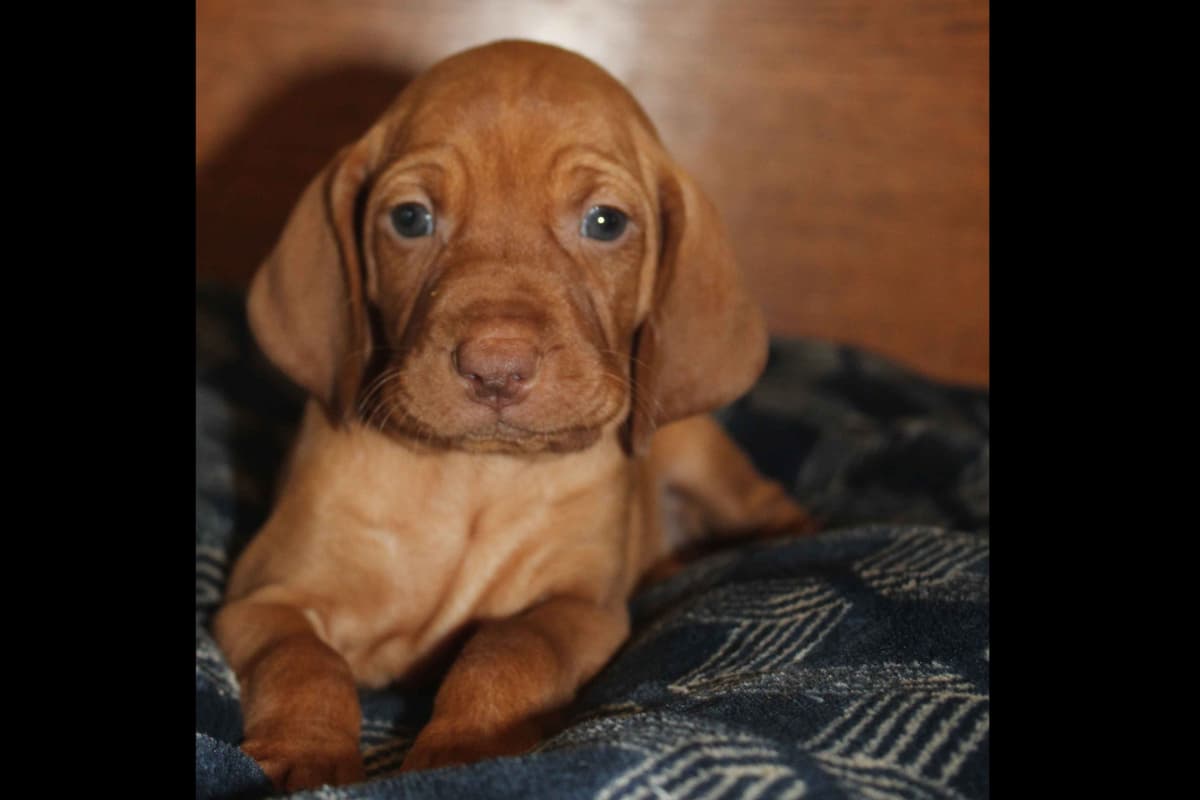 Diamond Vizsla Puppies breeder image 4