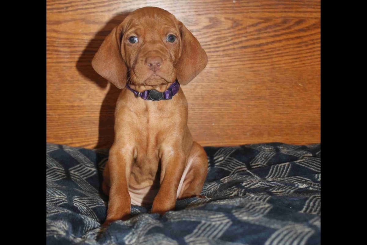 Diamond Vizsla Puppies breeder image 5