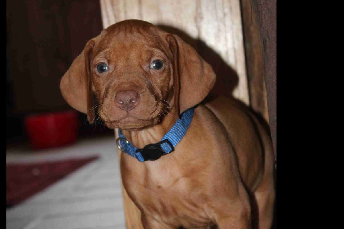 Diamond Vizsla Puppies breeder image 6
