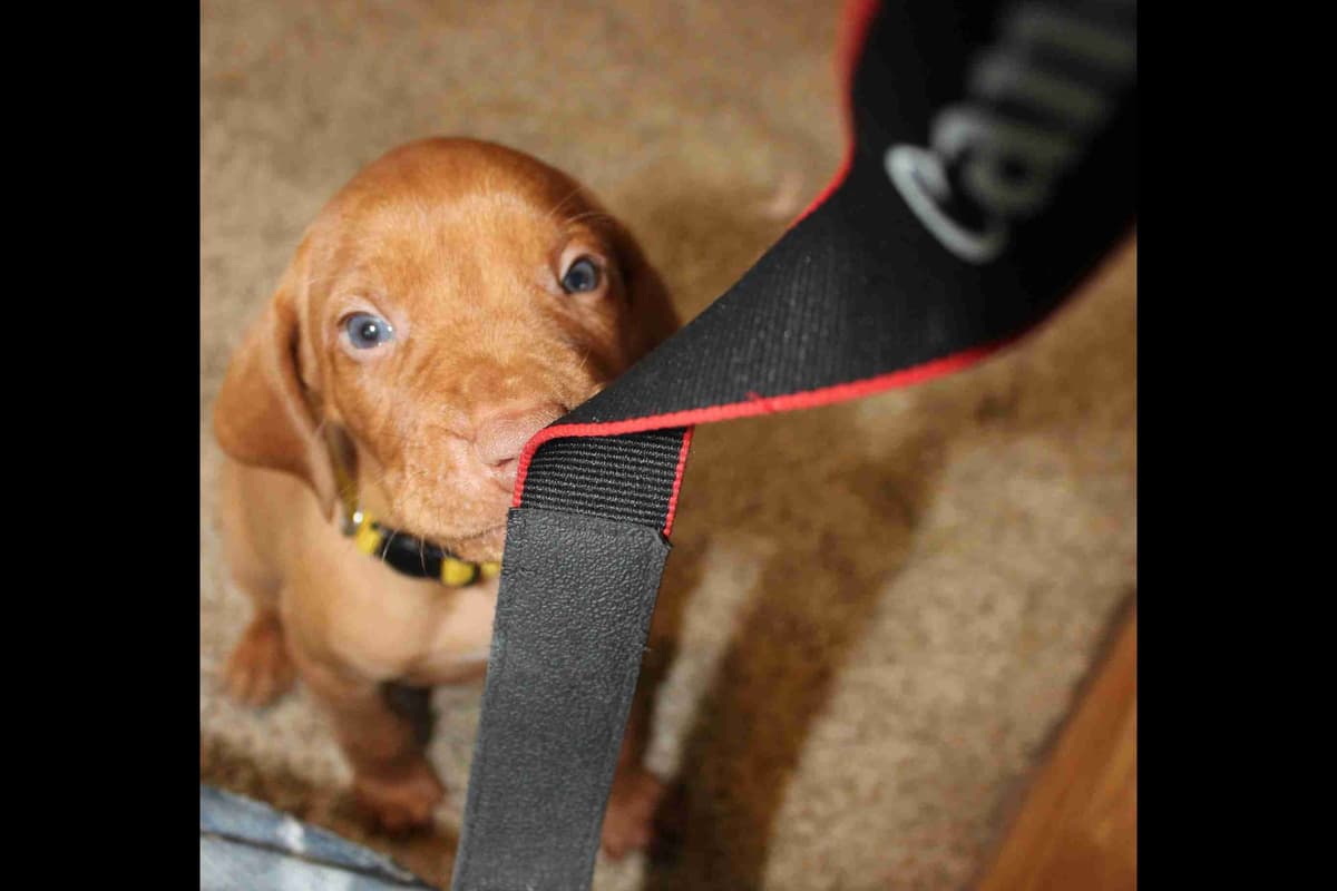 Diamond Vizsla Puppies breeder image 7