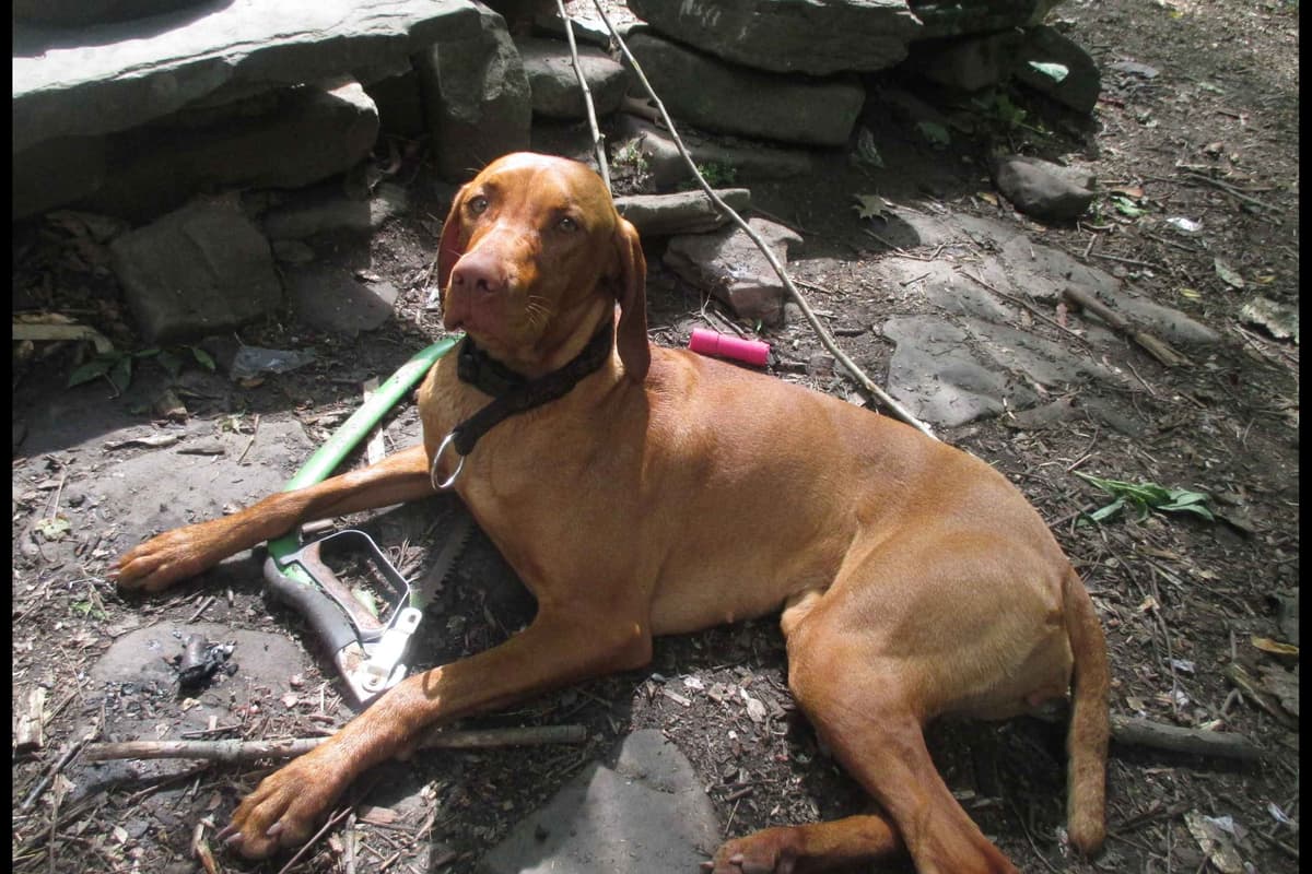 Diamond Vizsla Puppies breeder image 8