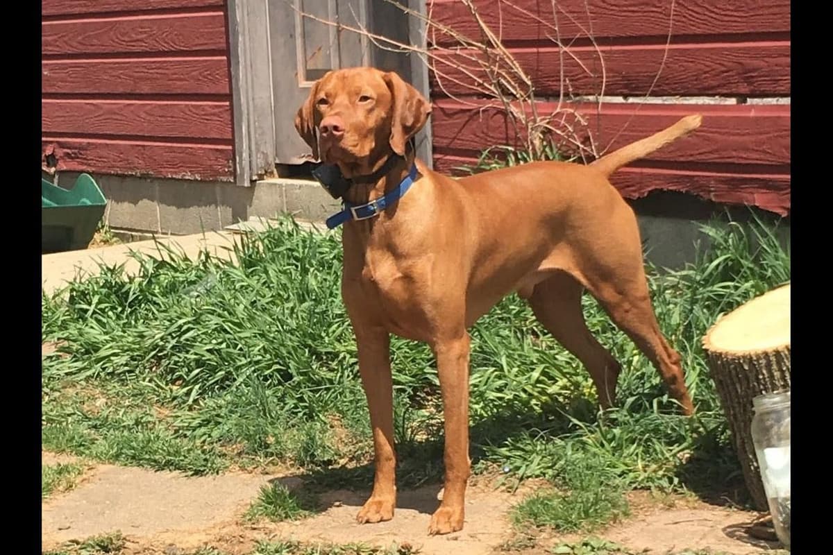 Diamond Vizsla Puppies breeder image 9