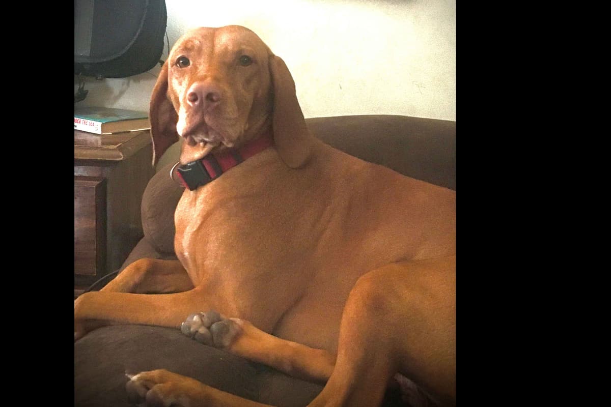 Diamond Vizsla Puppies breeder image 10