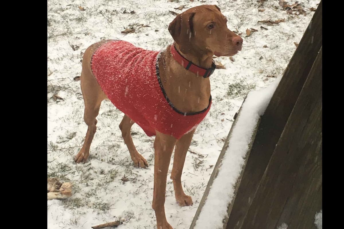 Diamond Vizsla Puppies breeder image 11