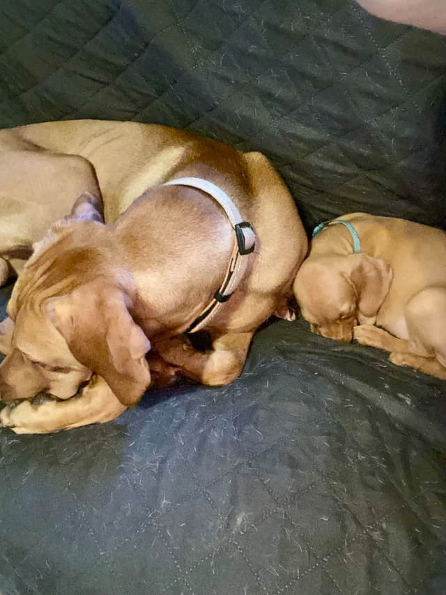 Diamond Vizsla Puppies media 3