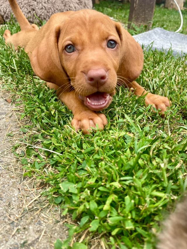 Diamond Vizsla Puppies media 4