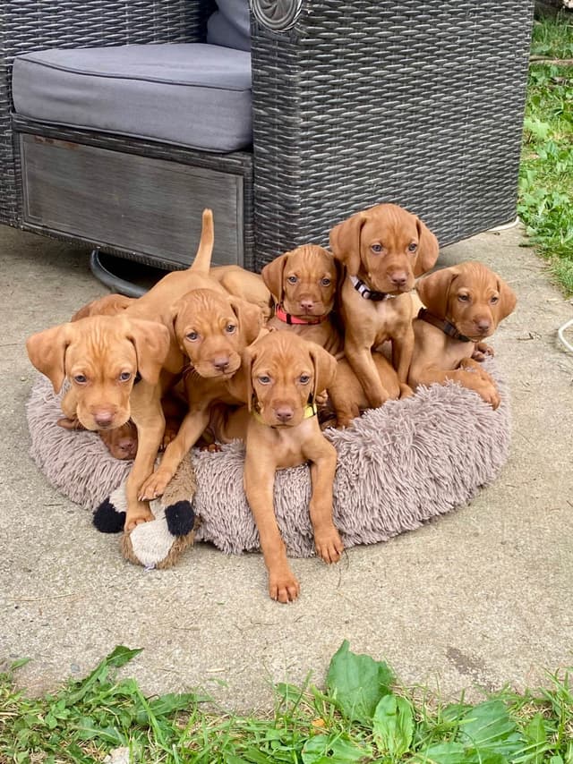 Diamond Vizsla Puppies media 5