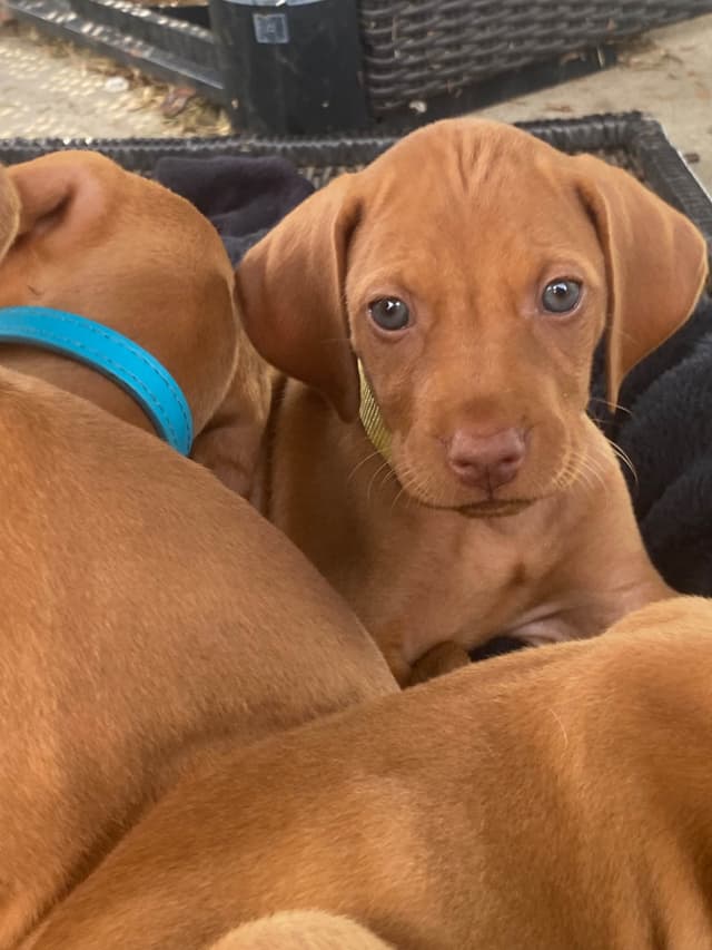 Diamond Vizsla Puppies media 6