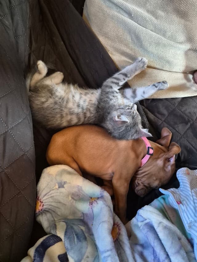 Diamond Vizsla Puppies media 7
