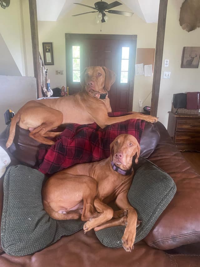 Diamond Vizsla Puppies media 8