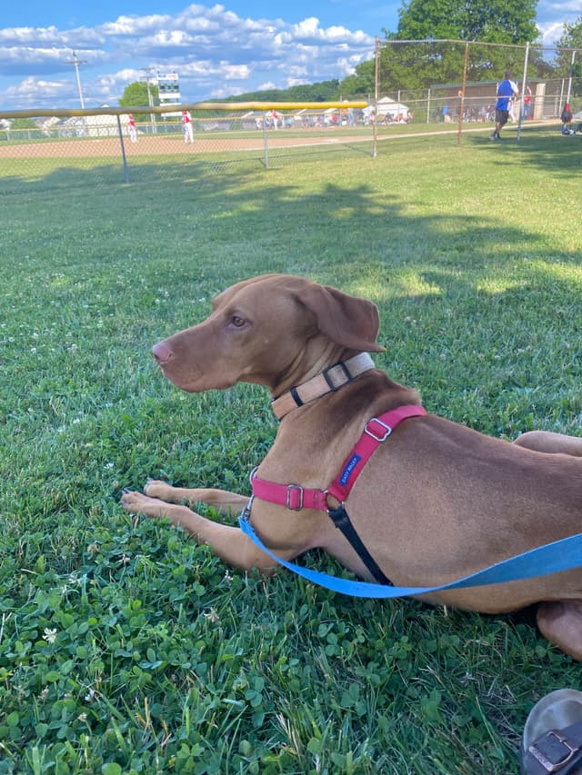 Diamond Vizsla Puppies media 9