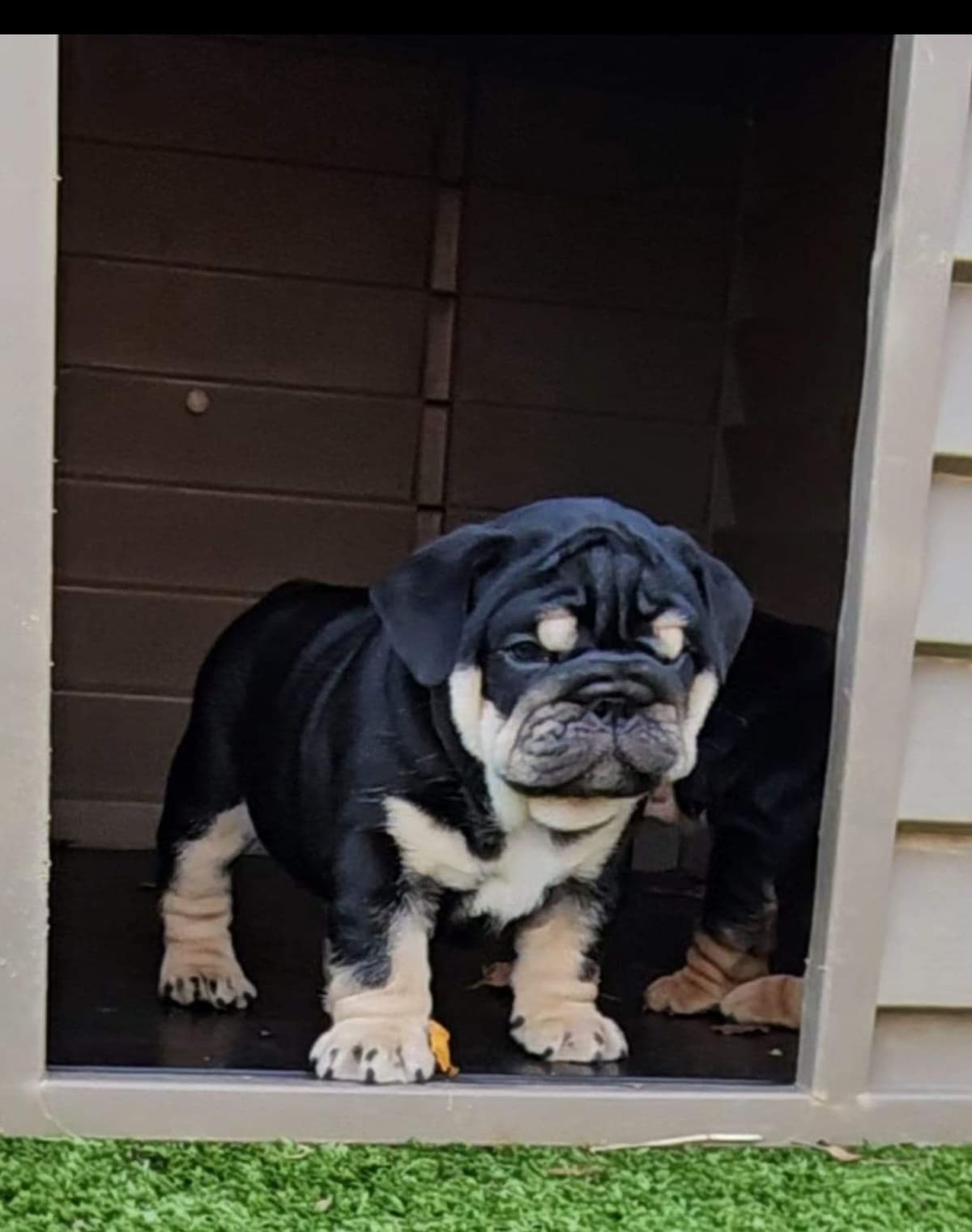 Bulldog Puppies breeder image 1