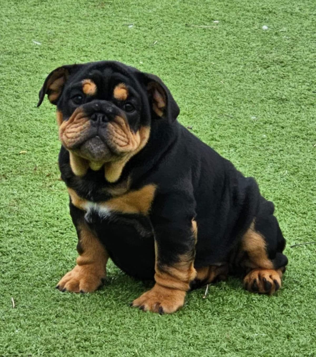 Bulldog Puppies breeder image 2