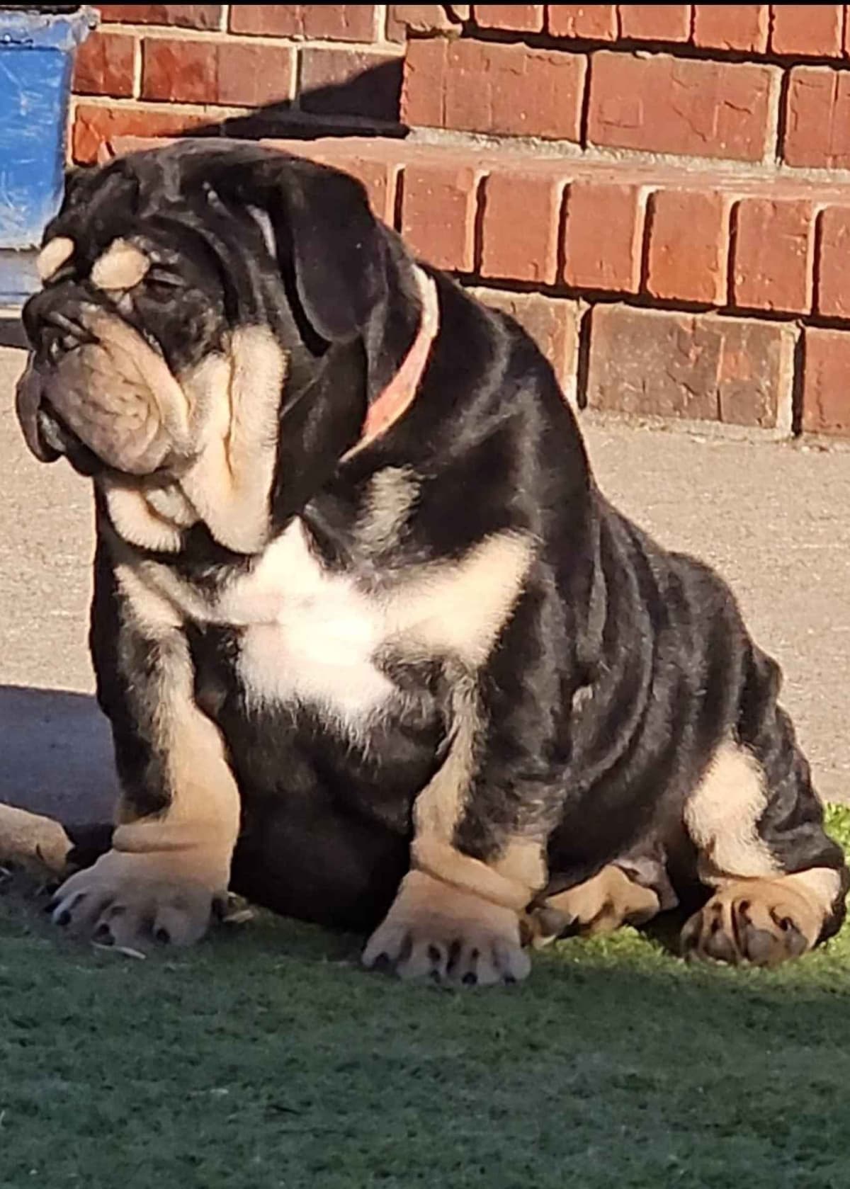 Bulldog Puppies breeder image 3